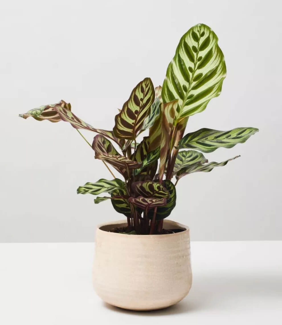 Terrarium Cheese Planted