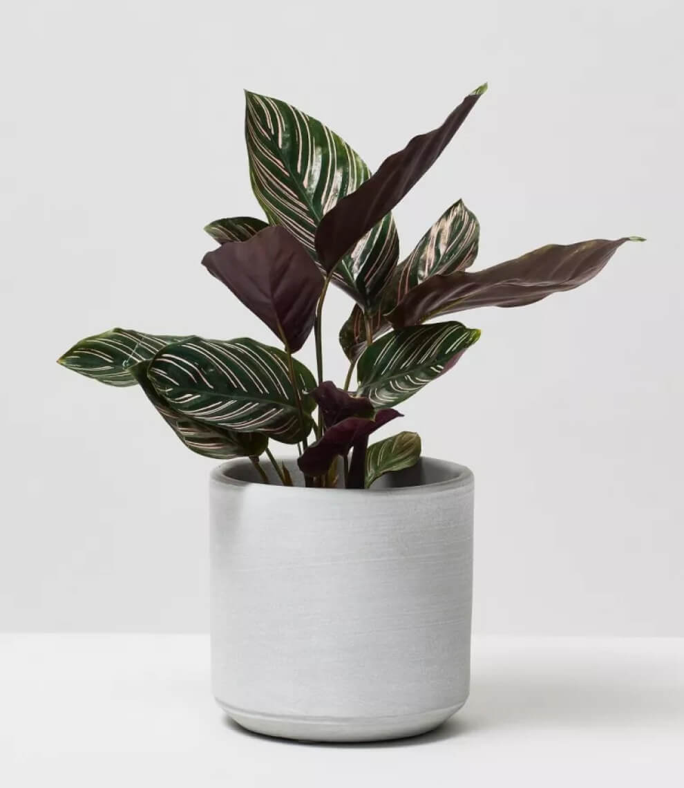 Calathea Pin-Stripe Plant